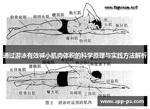 通过游泳有效减小肌肉体积的科学原理与实践方法解析 通过游泳有效减小肌肉体积的科学原理与实践方法解析